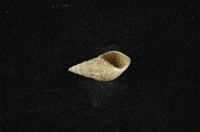 流紋蜷藏品圖，第4張